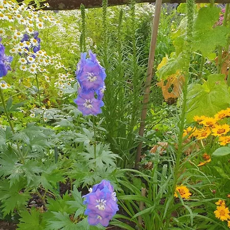 Fewo3-blumenwiese 公寓 *